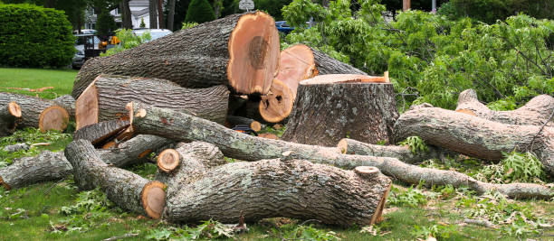 Best Firewood Processing and Delivery  in Maysville, KY