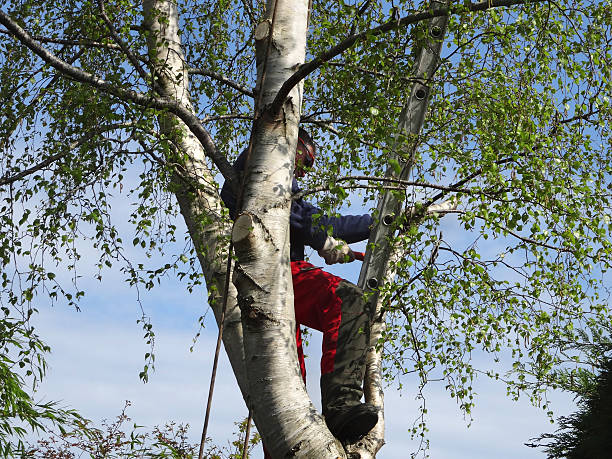 Best Emergency Tree Removal  in Maysville, KY